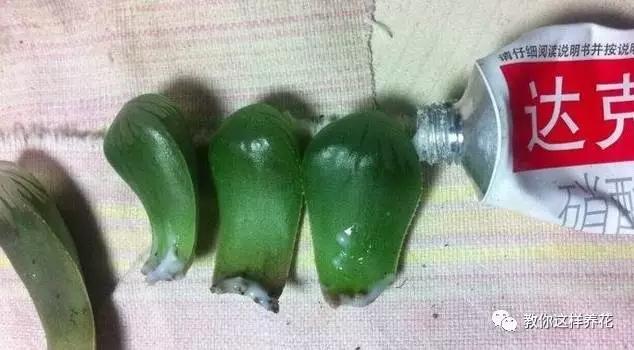 舒城一女子在花盆中丢了几粒过期药片，这些花都长疯了！