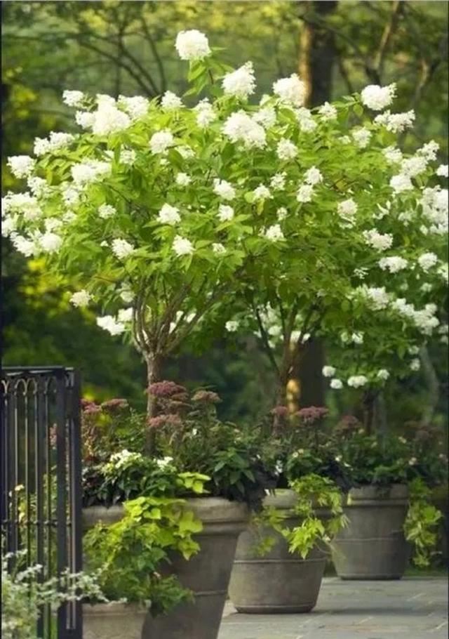 关于绣球你最关心的几个养护问题都在这里 关于绣球你最关心的几个养护问题都在这里