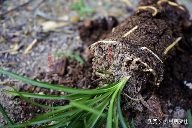 不用倒盆土，一眼看出兰花烂根，兰友：最怕误判