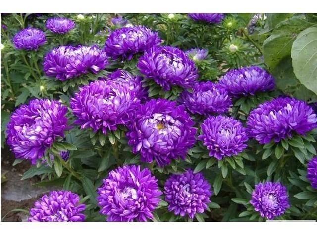 这五种花，种子随便一丢，夏天开花爆盆，好养又漂亮