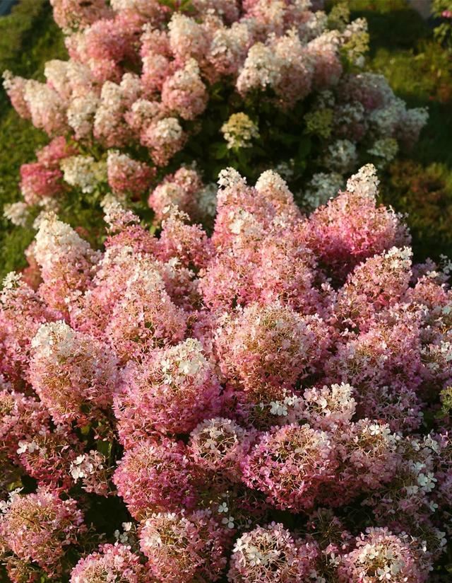 关于绣球你最关心的几个养护问题都在这里 关于绣球你最关心的几个养护问题都在这里