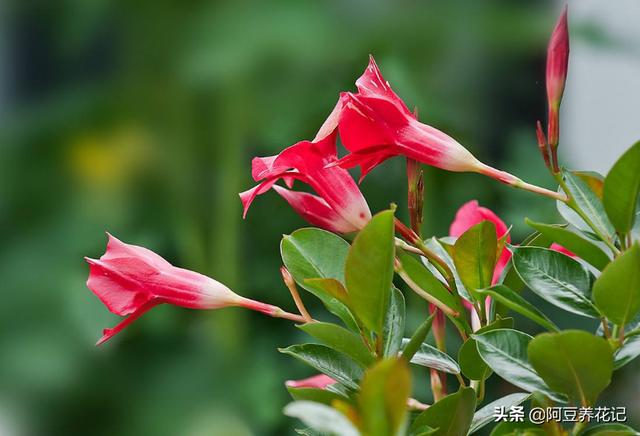 此“2款花卉”，入夏花园“主角”，熟知“2点”技巧，高温也生长