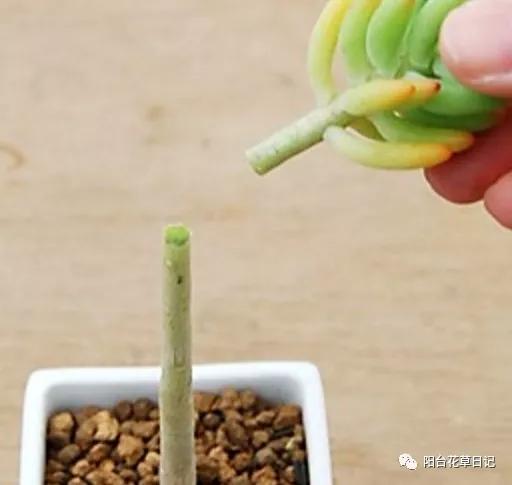 这12种植物，要这样剪，才长得好