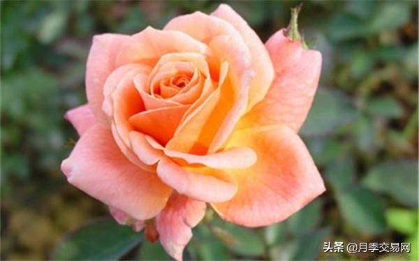 8款丰花月季品种介绍，一棵月季花满枝头，记得收藏