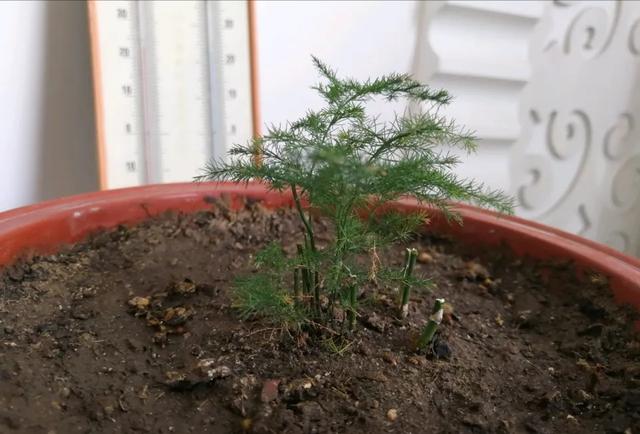 文竹叶片发黄枯萎，记得这么做，还会枝繁叶茂，碧绿有层次