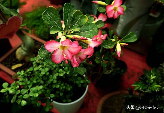 此“2款花卉”，入夏花园“主角”，熟知“2点”技巧，高温也生长