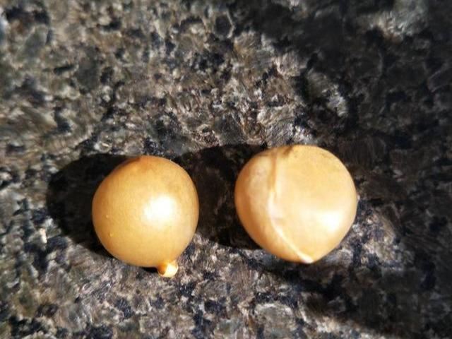 君子兰采用分株繁殖速度慢，学会播种繁殖，繁殖速度快数量多