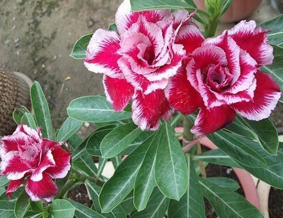 花草不爱长个、叶子泛黄？不要慌，将它兑水浇花啥问题都没有