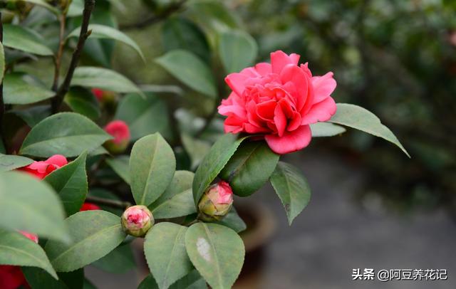 每天给茶花浇水竟然还“干枯了”，问题出在这，浇多少水都白搭！