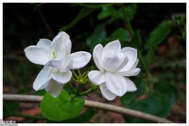 茉莉花大量掉叶子，还能活吗？找准原因才能对症下药