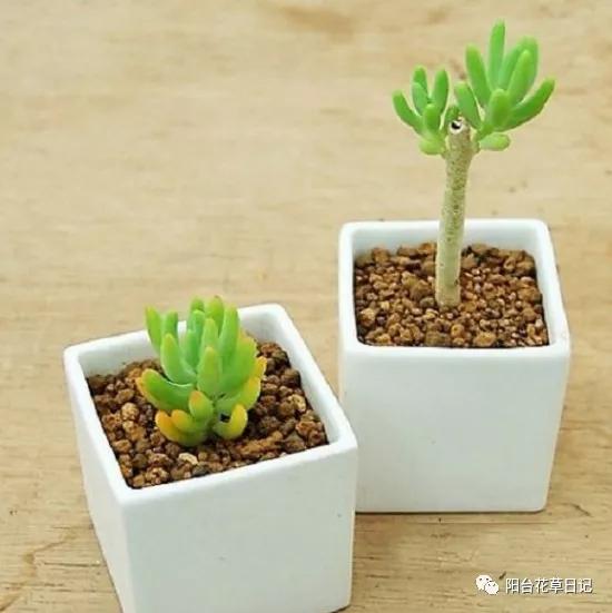 这12种植物，要这样剪，才长得好