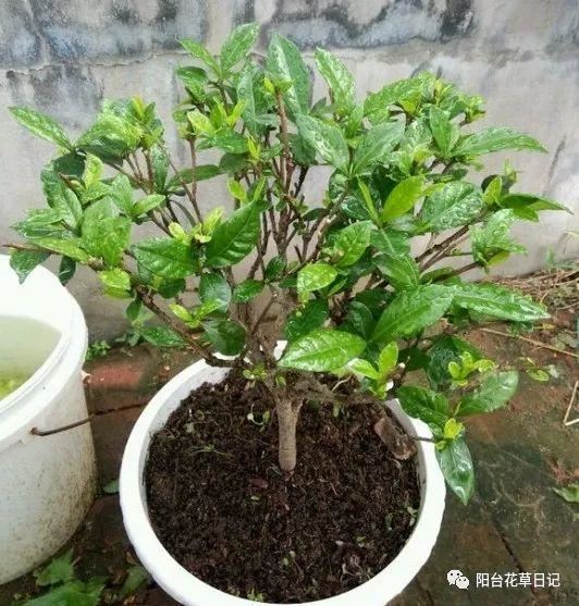 这12种植物，要这样剪，才长得好