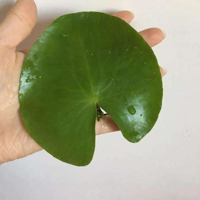 一叶莲容易边缘发黑枯死？做好5件事，叶子翠绿花朵常开