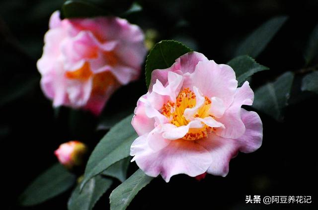 每天给茶花浇水竟然还“干枯了”，问题出在这，浇多少水都白搭！