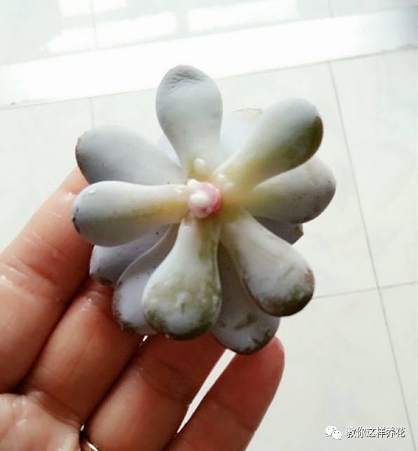 舒城一女子在花盆中丢了几粒过期药片，这些花都长疯了！