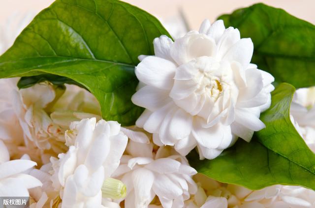 茉莉花大量掉叶子，还能活吗？找准原因才能对症下药