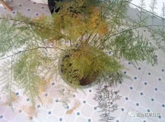这12种植物，要这样剪，才长得好