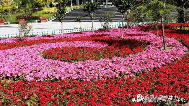 「临夏市」提升城市绿化养护 点亮城市斑斓底色