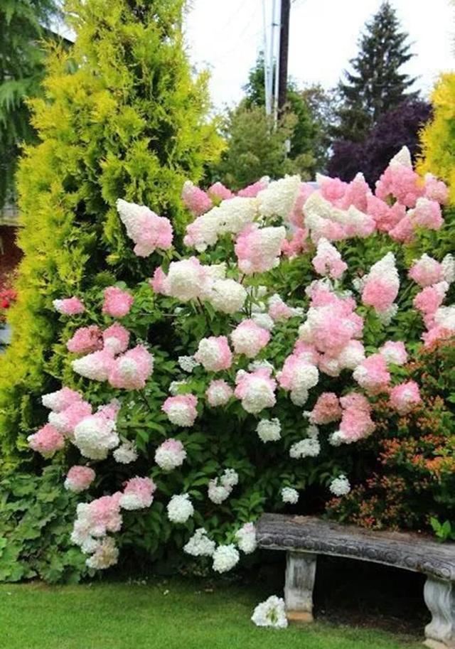 关于绣球你最关心的几个养护问题都在这里 关于绣球你最关心的几个养护问题都在这里