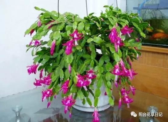 这12种植物，要这样剪，才长得好