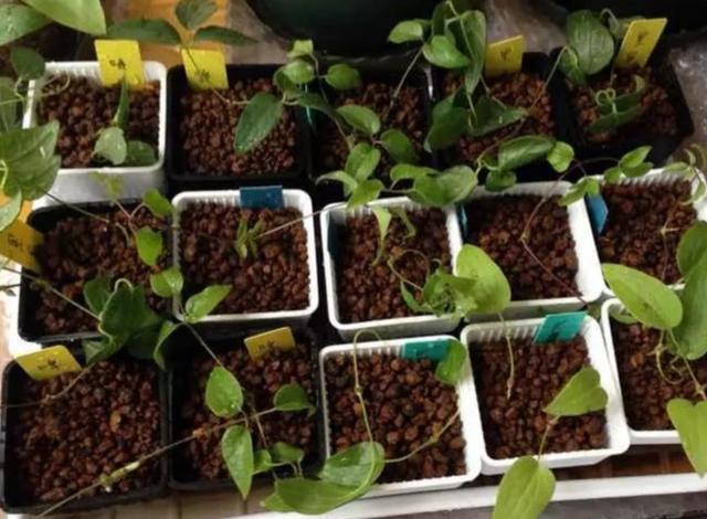 爬藤植物：几种花一根枝就能活，养成一面花墙也就一年的事