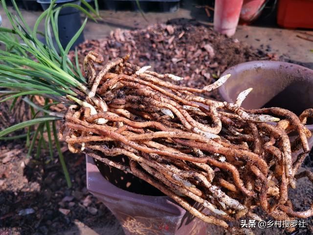 不用倒盆土，一眼看出兰花烂根，兰友：最怕误判