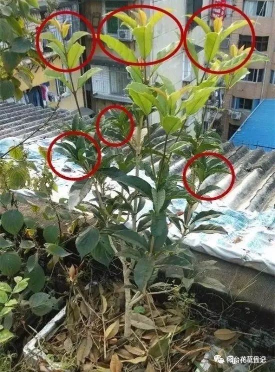 这12种植物，要这样剪，才长得好