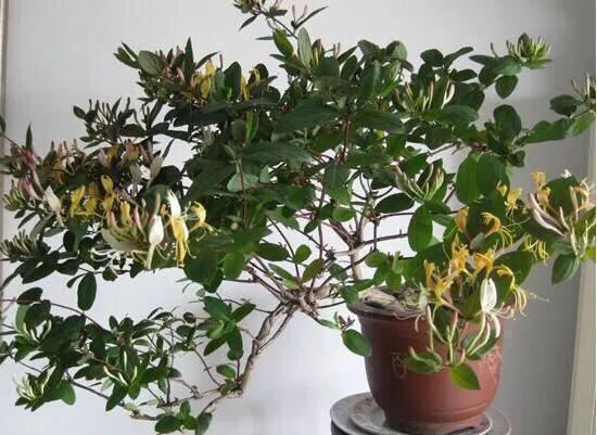 金银花的养护方法与注意事项