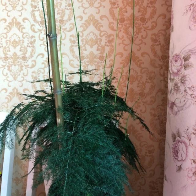 文竹叶片发黄枯萎，记得这么做，还会枝繁叶茂，碧绿有层次