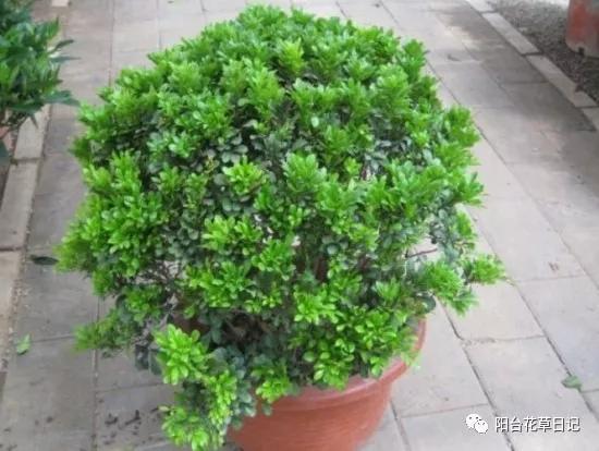 这12种植物，要这样剪，才长得好