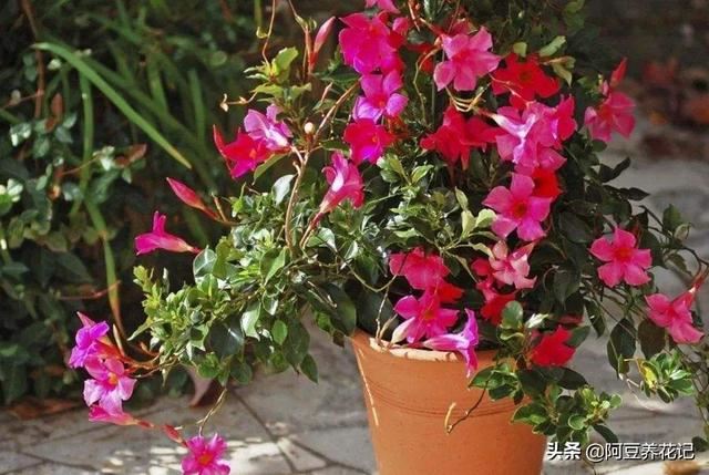 此“2款花卉”，入夏花园“主角”，熟知“2点”技巧，高温也生长