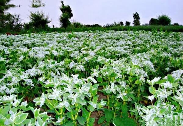 银边翠～良好的花坛背景材料