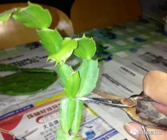这12种植物，要这样剪，才长得好