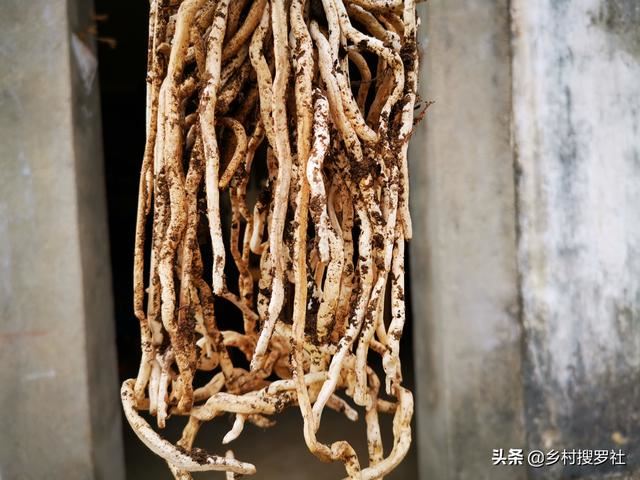 不用倒盆土，一眼看出兰花烂根，兰友：最怕误判