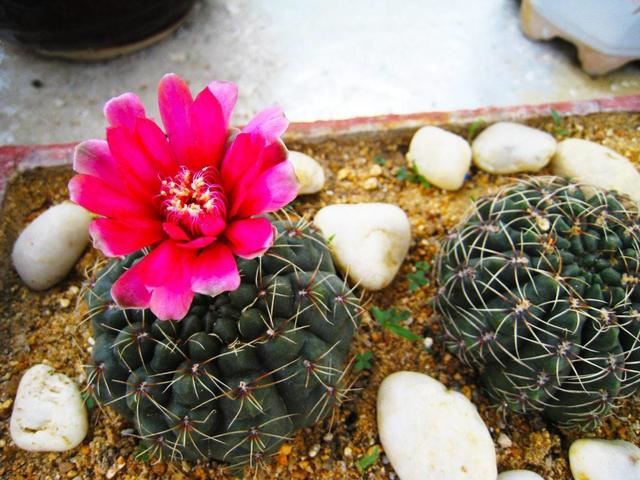 绯花玉开花娇艳不输其他花卉，一年赏花好几次，养对了就可以
