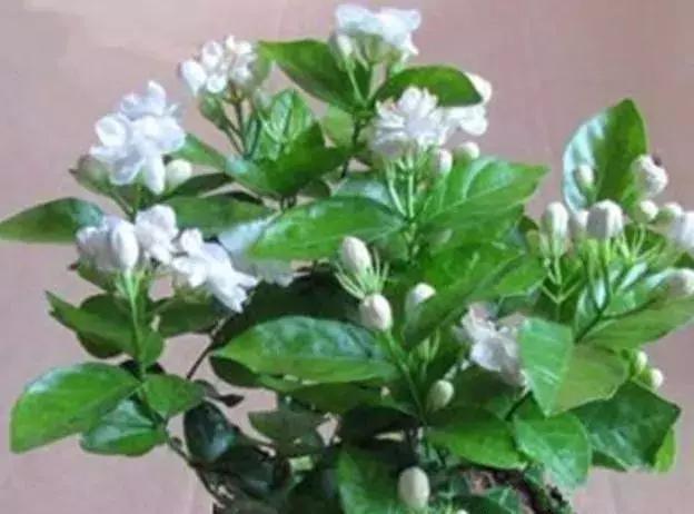 这样养茉莉，一年能开花五次！
