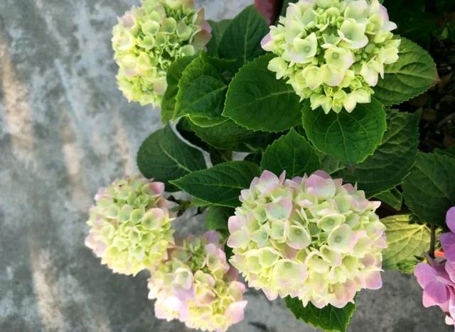 绣球花怎么晒太阳，温度稍高就晒脱水下垂，养绣球花真不容易