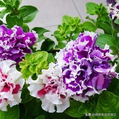 重瓣矮牵牛花花苞变黄花苞萎蔫一碰就掉怎么办？