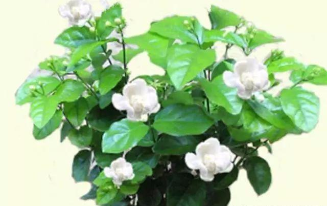 这样养茉莉，一年能开花五次！
