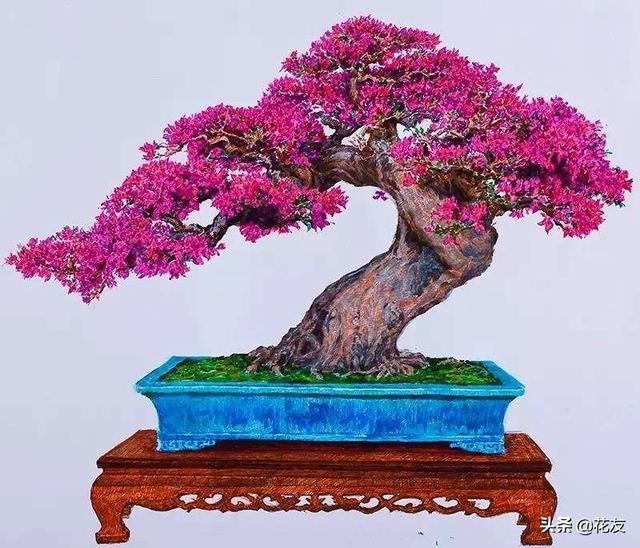 三角梅花球，修剪+施肥+光照