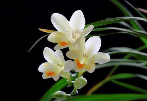 养香雪兰，只需做好“这3点”，来年花香四溢，花色更撩人！