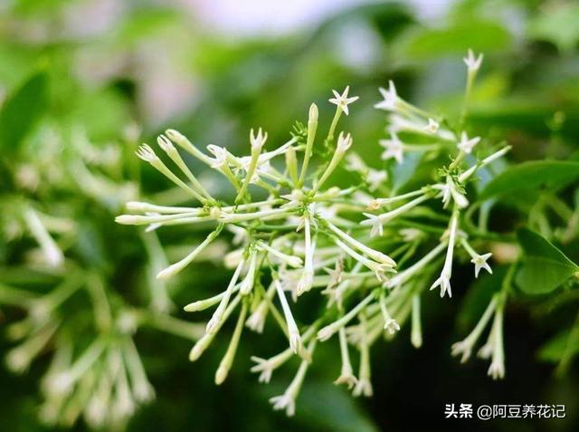 你家的花卉作息正常吗？这“5种”花专挑晚上开，别错过赏花时间