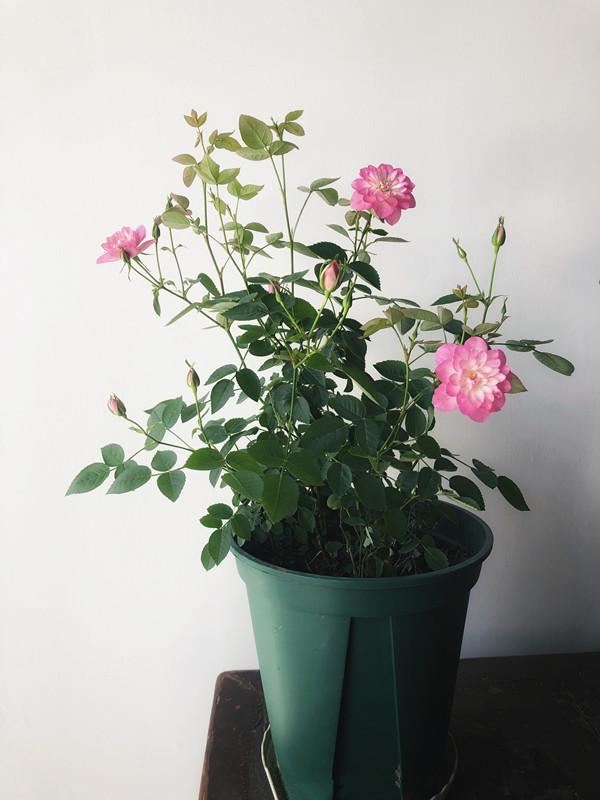 一款很“仙”的盆栽花卉，花色清新秀美，四季都开花，好看又好养