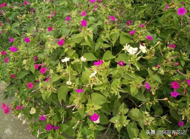 你家的花卉作息正常吗？这“5种”花专挑晚上开，别错过赏花时间
