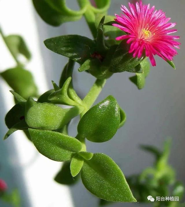 红火簇拥的幸福之花—牡丹吊兰，这么养，花朵如瀑布一般开放