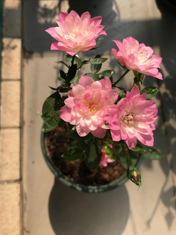 一款很“仙”的盆栽花卉，花色清新秀美，四季都开花，好看又好养