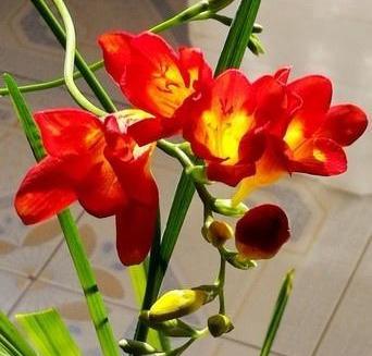养香雪兰，只需做好“这3点”，来年花香四溢，花色更撩人！
