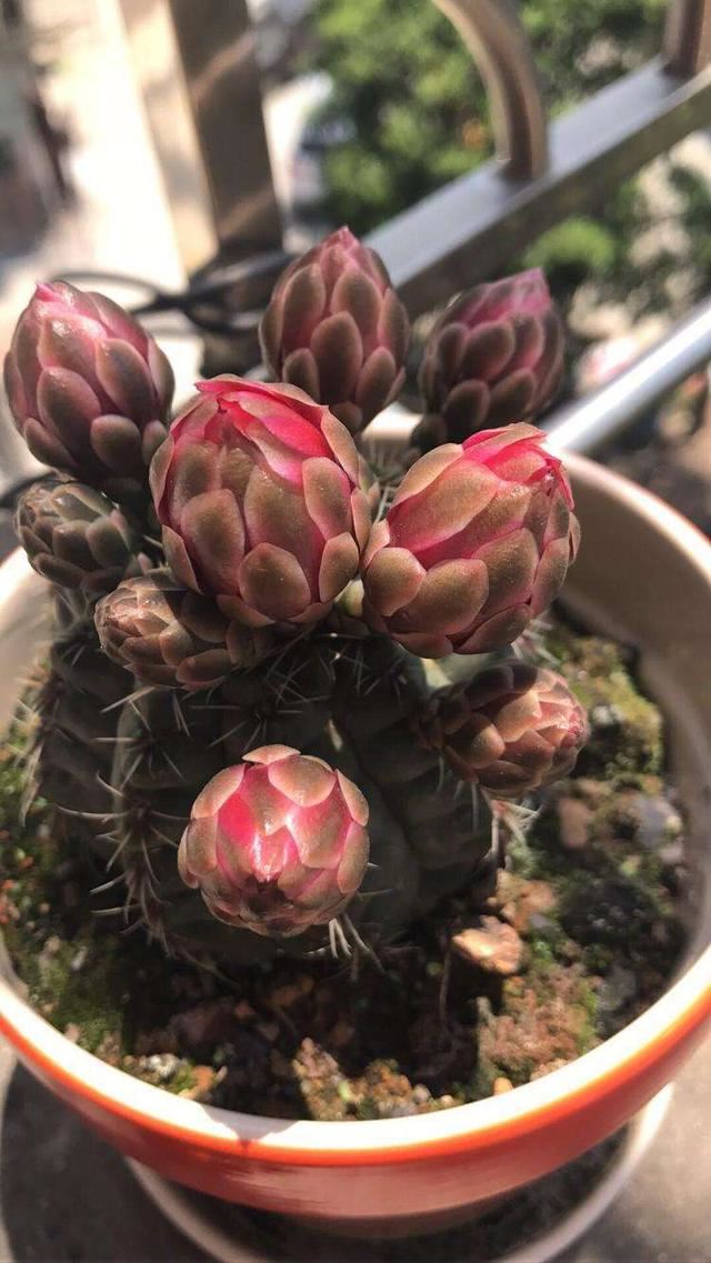 绯花玉开花娇艳不输其他花卉，一年赏花好几次，养对了就可以