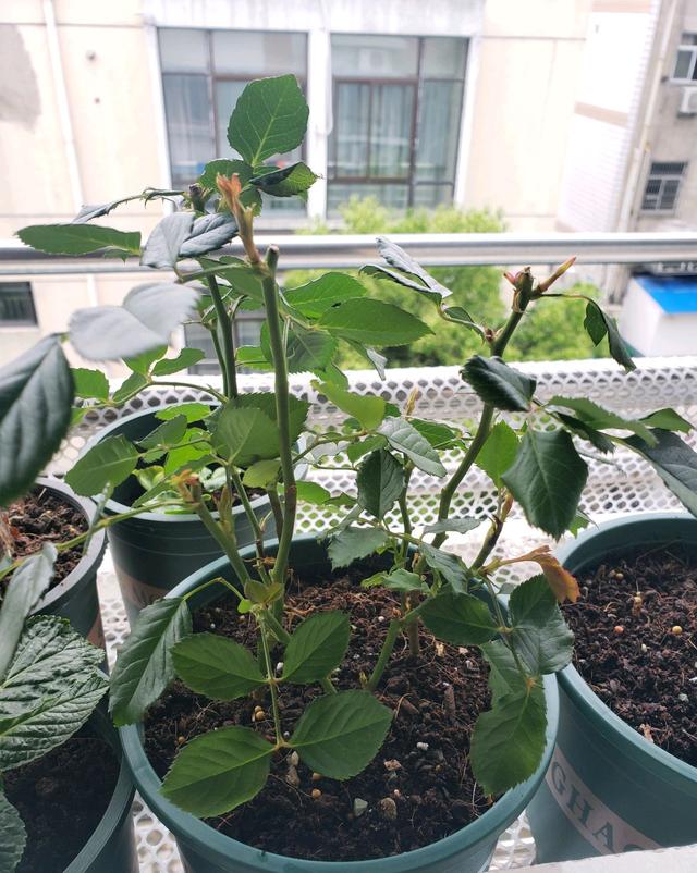 月季花长出来的新芽全部是盲芽？怕是对盲芽有些误解，大水肥伺候