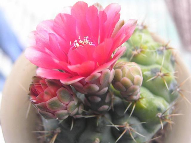 绯花玉开花娇艳不输其他花卉，一年赏花好几次，养对了就可以
